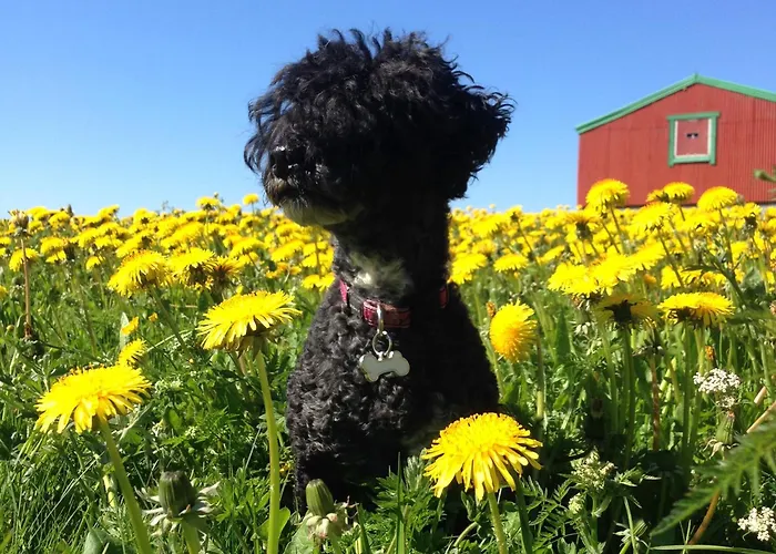 Unstad Surfpacker Vandrerhjem Unnstad
